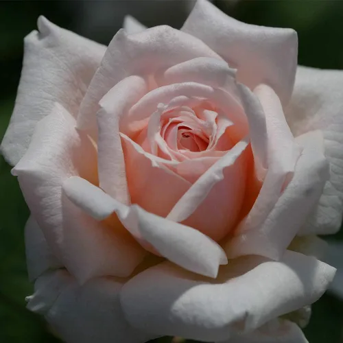 Miniatura 2 de Heirloom Roses Planta de rosas - Arbusto de rosa rosa Quietness, planta viva resistente para plantar al aire libre