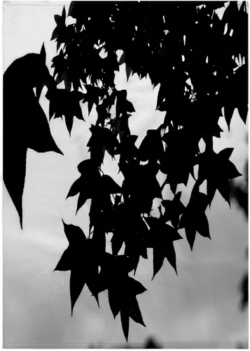 Miniatura 6 de 3dRose Sweet Gum Leaves, Lovely Leaves of the Sweet Gum Tree in Silhouette 11x12 Wash Cloth for Face and Body