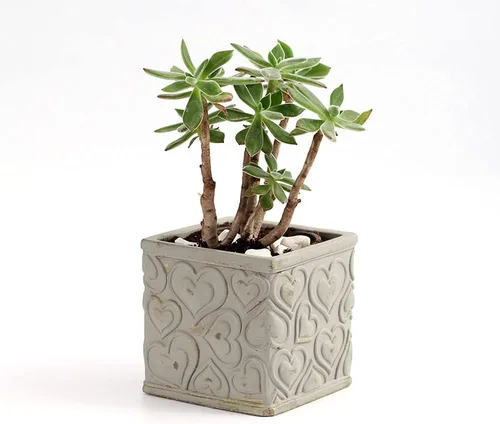 Miniatura 4 de NICOLE - Moldes cuadrados de silicona para maceteros de concreto para hacer macetas de flores para patrones de textura de corazón, jardinería, SH0656