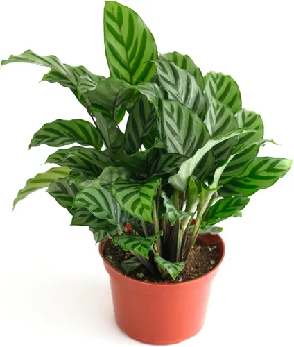 Miniatura 4 de Shop Succulents - Planta colgante Monstera Adansonii, planta de interior viva, planta colgante de queso suizo de fácil cuidado para el hogar