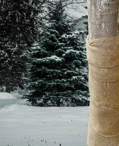 Miniatura 7 de Envolturas protectoras de árbol de arpillera natural, 40 pulgadas x 20 pies, protector de tronco de árboles, mantas de plantas de heladas