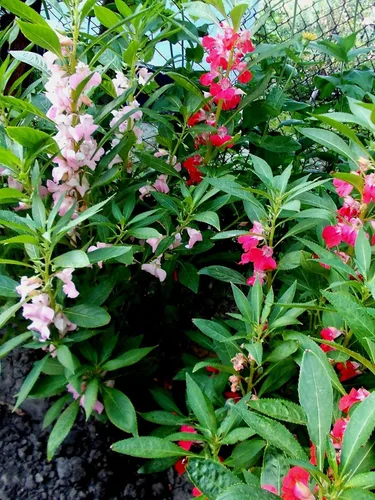 Miniatura 3 de Más de 50 semillas de bálsamo de jardín colorido impaciente - Mezcla de flores