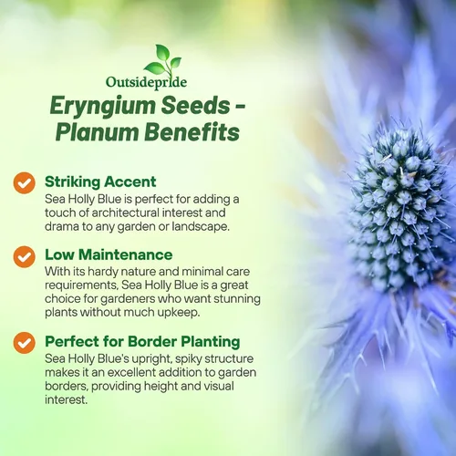 Miniatura 3 de Outsidepride 5000 Semillas Perennes Silver Blue Eryngium Planum Sea Holly Blue Flower Seeds para plantar