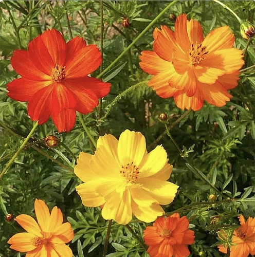 1000 Bright Lights Cosmos Seeds – Largo período de floración en todas las zonas – 3 pies – 5 pies y hasta 7 pies de alto – Larga temporada de