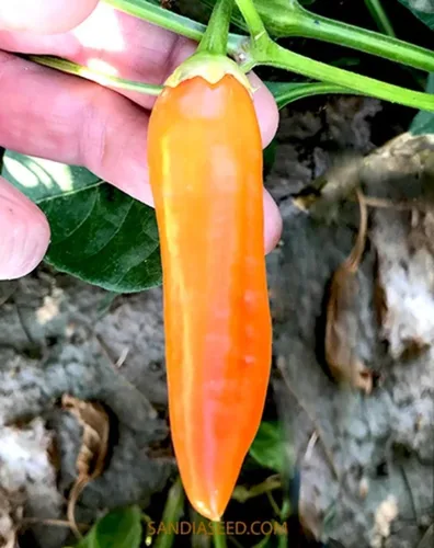 Miniatura 2 de Semillas de pimienta Aji Amarillo Heirloom - 10 semillas - Sin OMG - Variedad popular peruana