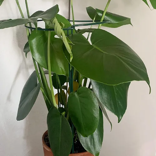 Miniatura 8 de TCBWFY Paquete de 10 estacas de soporte para plantas de peonía, 10 pulgadas de ancho x 24 pulgadas, jaulas de peonía de alta resistencia de 0.177 in