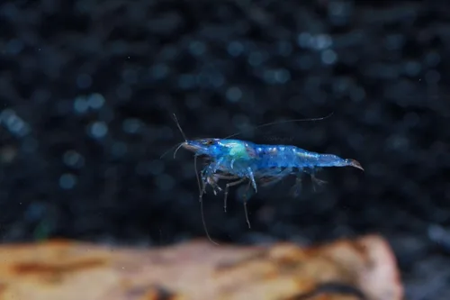 Miniatura 2 de Camarones vivos de acuario de agua dulce - Neocaridina (terciopelo azul, paquete de 5)