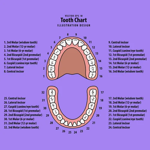 Miniatura 4 de Jetec Caja de dientes de bebé, recuerdo para niños, soporte de almacenamiento de dientes, organizador de dientes para niños, caja de hadas