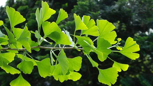 Miniatura 3 de Vitaminas para el cerebro y la memoria - Ginkgo BILOBA 120MG - Extracto 50:1, complejo de gingko biloba, suplementos de ginkgo biloba, suplementos