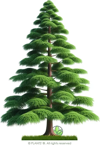 Miniatura 3 de Árbol de Ciprés Calvo del Sur Semillas Premium Taxodium distichum 'Summer' Plants'® (Premium Seeds, 20)