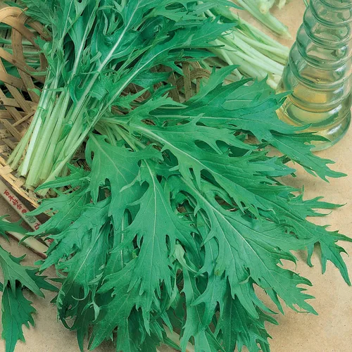 Semillas de mostaza Mizuna orgánicas, 1 onza ~ 15000 semillas, sin OMG, certificadas orgánicas, reliquia - Jardín de verduras/hierbas, cultivo de