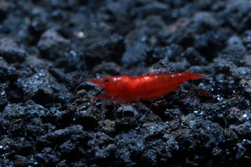 Miniatura 19 de Camarones vivos de acuario de agua dulce - Neocaridina (Carbon Rili, 10 unidades)