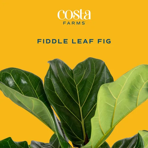 Miniatura 3 de Costa Farms Árbol de higuera de hoja de violín, Ficus Lyrata vivo de 3 a 4 pies, purificador de aire, grande, fácil de mantener, planta de piso