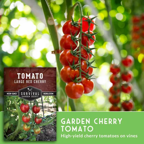 Miniatura 4 de Semillas de tomate cereza roja grandes para plantar, variedad de enredaderas indeterminadas tradicionales de alto rendimiento con fruta roja dulce