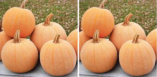 Miniatura 6 de Semillas de calabaza de lujo de invierno, reliquia, textura sedosa de reliquia para un pastel perfecto. Esta maravillosa calabaza pequeña tiene una