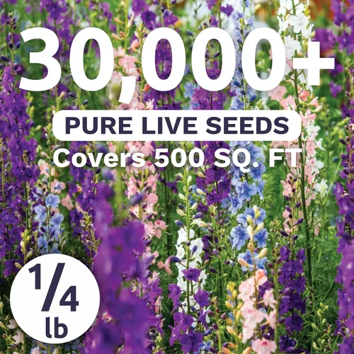 Miniatura 2 de Rocket Larkspur Imperial Mix - Bolsa a granel de 1/4 libra - 30,000 semillas de flores para plantar - Consolida ajacis