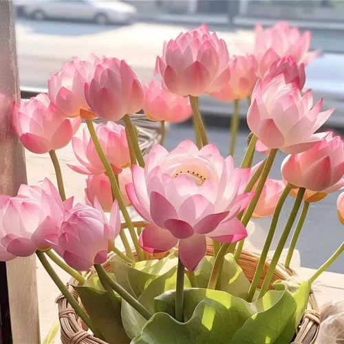 Miniatura 6 de Más de 30 tazones de semillas de loto bonsái para plantar semillas de flores de lirio acuático, semillas de plantas sin OMG, semillas de jardín