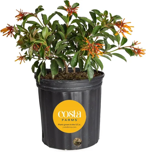 Miniatura 15 de Costa Farms Curcuma, planta viva de jengibre oculto en maceta de plástico, planta de interior con flores al aire libre, perfecta para decoración