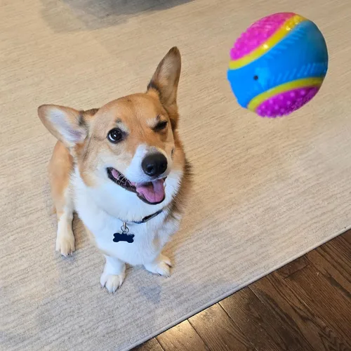 Miniatura 14 de Bola de juguete para perros Ethical Pets Sensory Ball, 2.5", Colores Variados