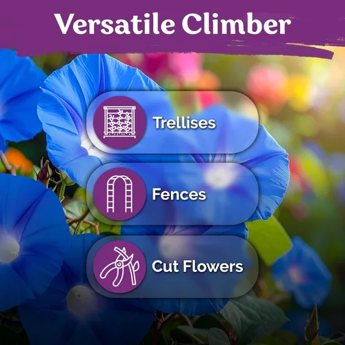 Miniatura 5 de KVITER 150 semillas de gloria de la mañana azul celestial a granel (Ipomoea Tricolor) - Paquetes de semillas de reliquia - Semillas de flores