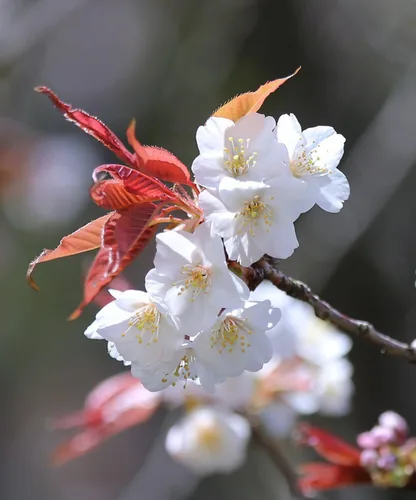Miniatura 5 de Cerezo Blanco Japonés Semillas Premium Prunus serrulata 'Spontanea' Primavera Plants'® (Premium Seeds, 5)