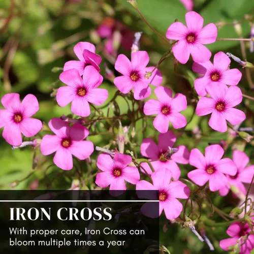 Miniatura 4 de Bulbos de trébol de hoja de la suerte para plantar, cultivar flores de oxalis de cruz de hierro, obtén la suerte de los irlandeses (10 bombillas)