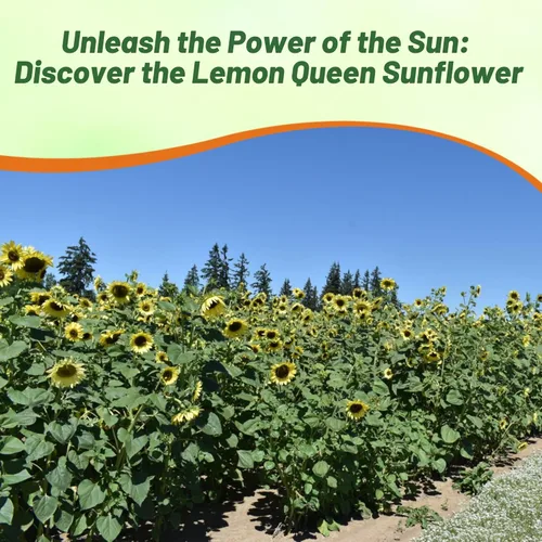 Miniatura 6 de Outsidepride Lemon Queen Semillas de girasol para plantar, 1/4 libras anuales, fáciles de cultivar con flores vibrantes y abundantes para arreglos