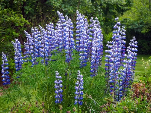 Miniatura 3 de Semillas altas de altramuz de hoja grande para plantar, más de 50 semillas de flores silvestres por paquete, semillas de jardín de Isla