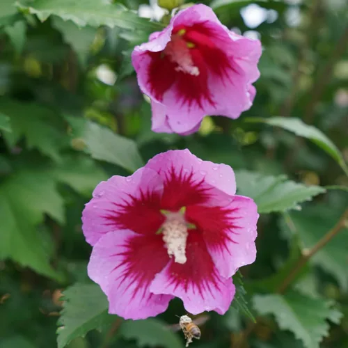 Miniatura 4 de s 2 Gal. Rosa de pilar púrpura de Sharon (Hibisco) Arbusto