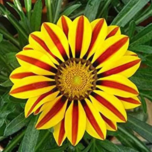 Miniatura 3 de Semillas de flores de Gazania rojas y amarillas para cultivar, fabricadas en Estados Unidos, se envía desde Iowa, ideal con caléndula o rosas.