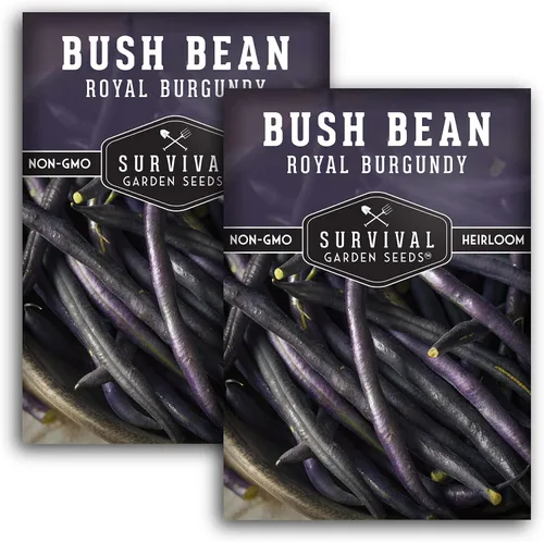 Miniatura 10 de Survival Garden Seeds - Semilla de frijol burdeos real para plantar - Paquete con instrucciones para plantar y cultivar frijoles morados sin hilo