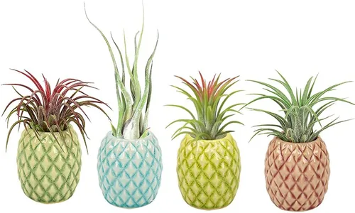 Paquete de 4 soportes únicos para plantas de aire, lindo soporte de pared para plantas de aire de piña, soportes de cerámica Tillandsia para plantas