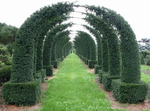 Miniatura 3 de Semillas de plantas de laberinto, árbol de tejo inglés - 20 semillas