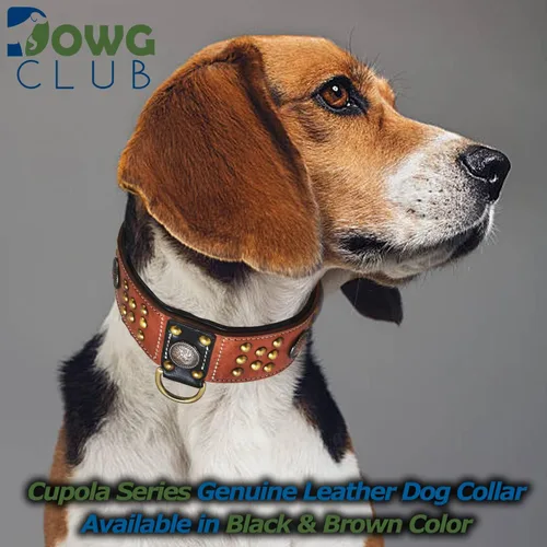 Miniatura 6 de Collar de perro de la serie 'Cupola' de cuero genuino, conchos celtas y remaches de cúpula dorada, acolchado suave, hecho a mano, ideal para razas