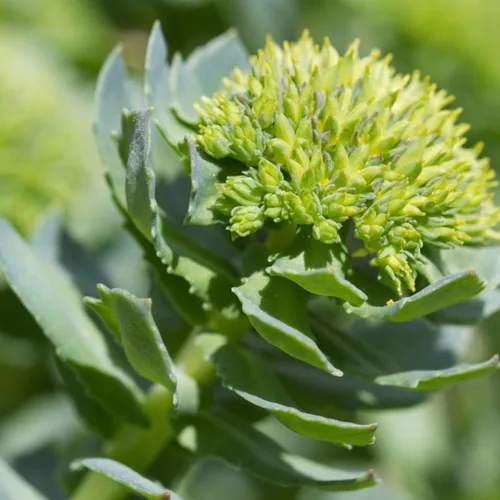 Miniatura 5 de Roseroot (Rhodiola rosea) - Cultiva ahora o almacena para futuras plantaciones - Cápsula de 10 semillas