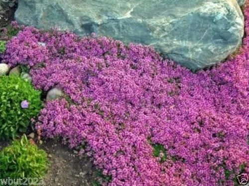 Miniatura 2 de Semillas de tomillo rastrero - Alfombra mágica - Thymus Serpyllum - Cubierta de suelo perenne!