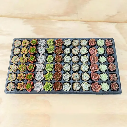 Miniatura 4 de Sprout N Green 1 surtido de suculentas con raíz, colección de plantas vivas, sin maceta, ideal para jardinero principiante, proyectos de bricolaje