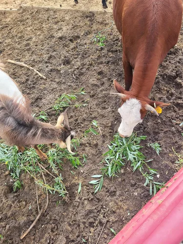 Miniatura 2 de CZ Grain 20 sauces forrajeros - Proveedor de forraje y sombra de crecimiento rápido - A los caballos, cabras y vacas les encanta