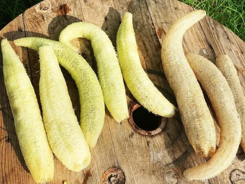 Miniatura 3 de TomorrowSeeds - Esponja Luffa semillas de calabaza - Más de 20 unidades - para plantar 2025 Plato de cocina liso Trapo ancho de pepino polinizado