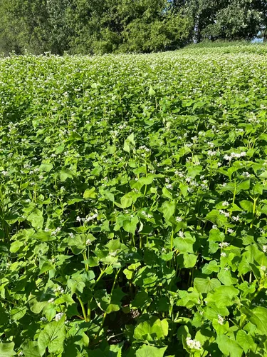 Miniatura 3 de Hale Habitat & Seed Semilla de trigo sarraceno orgánica certificada – Bolsa de 5 libras, cubre hasta 1/10 acre – Sin OMG, alta germinación – Parcela