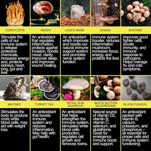 Miniatura 6 de THE ENCLARE NUTRITION Suplemento de hongos Complejo 10 en 1 Apoyo Inmunológico Melena de Leones, Reishi, Cola de Pavo, Cordyceps, Chaga, Maitake