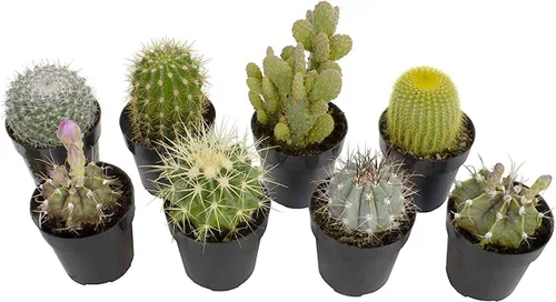 Miniatura 11 de Altman Plants - Colección de cactus surtidos para jardines, contenedores o regalos