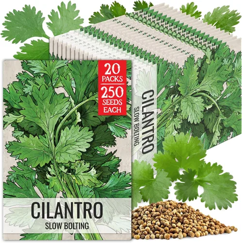 Miniatura 14 de Seed Needs Semillas de culantro para plantar cilantro mexicano, reliquia sin OMG y hierbas culinarias/medicinales no tratadas para cultivar un