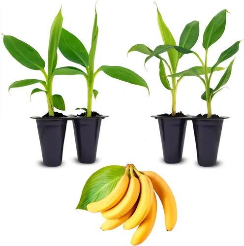 Miniatura 6 de Banana Tree Dwarf Cavendish (paquete de 4) Planta de plátano vivo a la venta Plantas fáciles de cultivar Planta frutal comestible. Cultiva tu