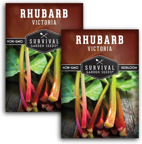 Miniatura 10 de Victoria - Semillas de ruibarbo para plantar, vegetal perenne tradicional con tallos rojos agrios, plantas resistentes al frío para jardines