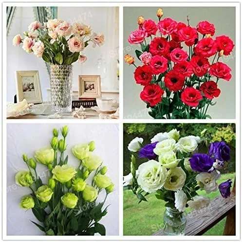 Miniatura 2 de Nuevo Fresco 100pcs Mezcla Eustoma Semillas de Flor Genérico