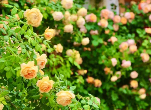 Miniatura 3 de 100 semillas de rosas trepadoras naranjas, plantas de jardín raras sin OMG