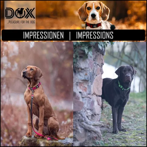 Miniatura 4 de DDOXX Airmesh - Collar para perro, collares fuertes y ajustables para perros, XS (naranja)