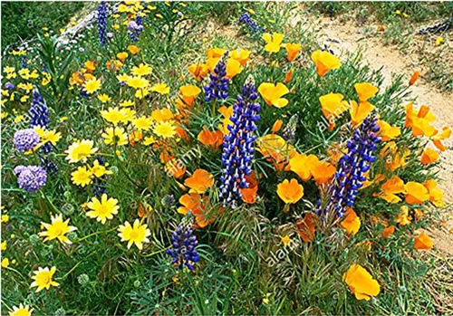 Miniatura 2 de Flores silvestres mixtas nativas de California: 10,000 semillas aproximadamente