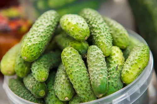 Miniatura 7 de Pepino Pepino Semillas Tipo Arbusto para Decapado Vegetal para Plantar Semillas No GMO 40